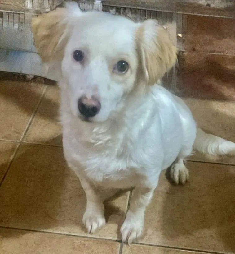 A young small-sized female Spaniel dog named Gigi for adoption in Escondido, CA