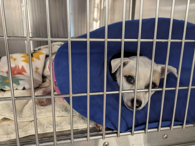 Tilde Bonded To Lil thumbnail 4