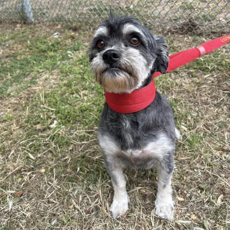An adult small-sized female Gray / Blue / Silver Miniature Poodle dog named Shiny for adoption in Yucaipa, CA