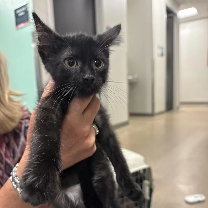 A baby small-sized male Black Domestic Short Hair cat named Dart for adoption in Chaska, MN