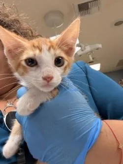 A baby small-sized male Domestic Short Hair cat named Rambo for adoption in Riverside, CA