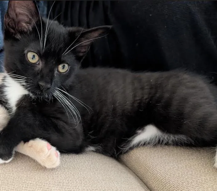 A baby medium-sized male Black & White / Tuxedo Domestic Short Hair cat named Valentino for adoption in Stewartsville, NJ