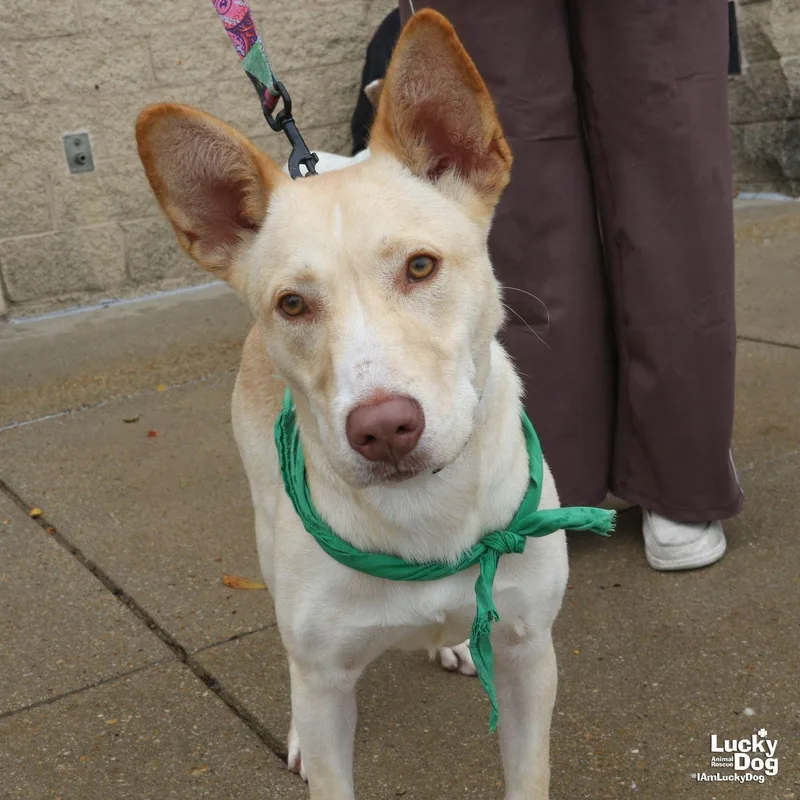A young medium-sized male Shepherd dog named Squeegee for adoption in Washington, DC