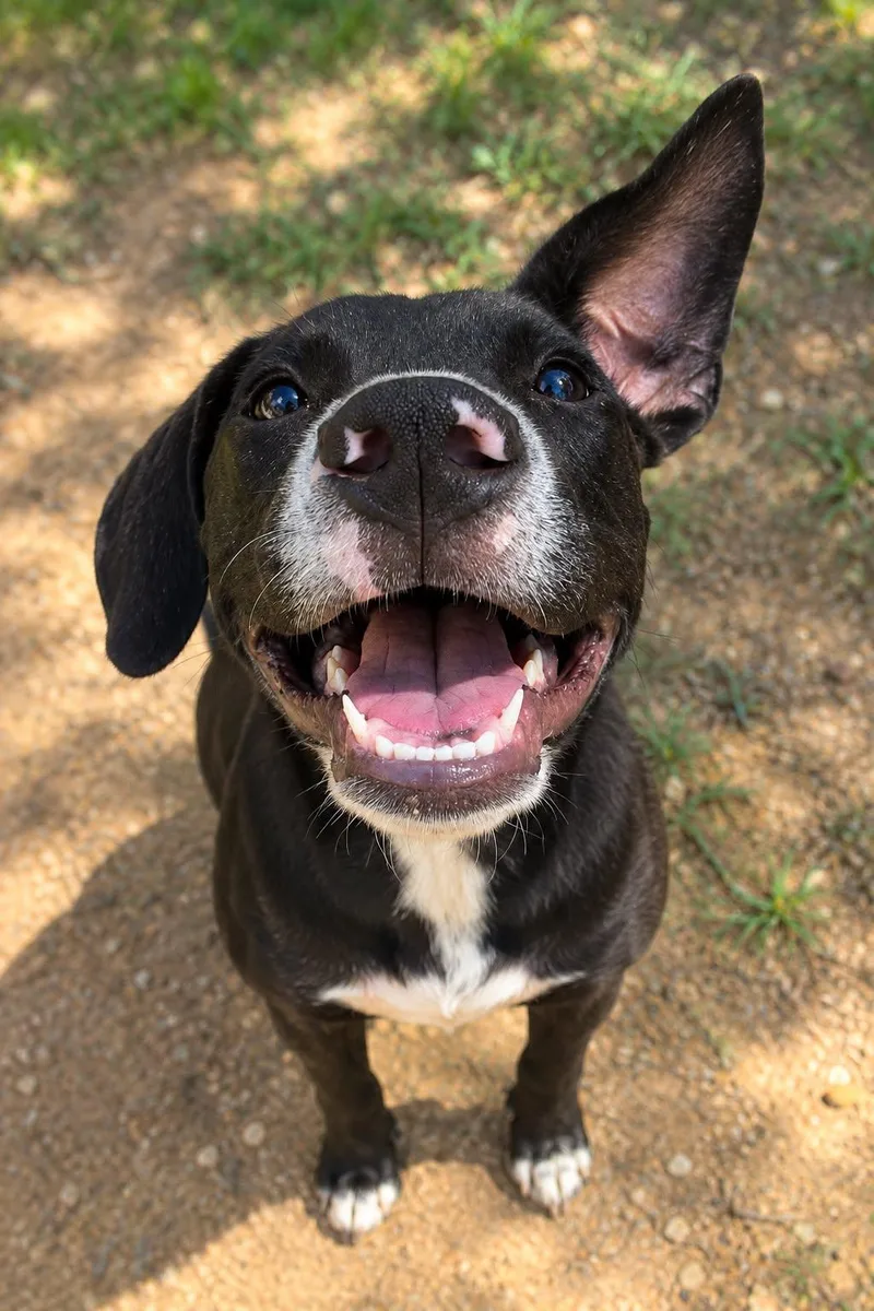 A baby medium-sized male Labrador Retriever dog named Pierre for adoption in Houston, TX