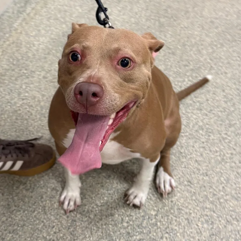 An adult medium-sized female Golden Mixed Breed dog named Dolly Parton for adoption in Jacksonville, FL