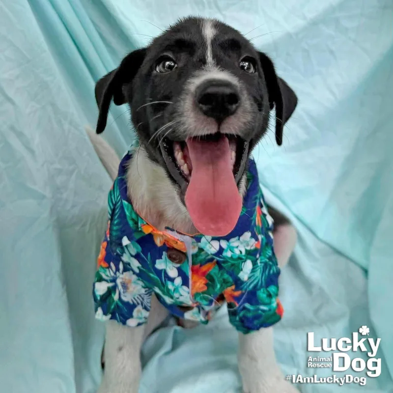 A baby medium-sized male Labrador Retriever dog named Cesar for adoption in Washington, DC