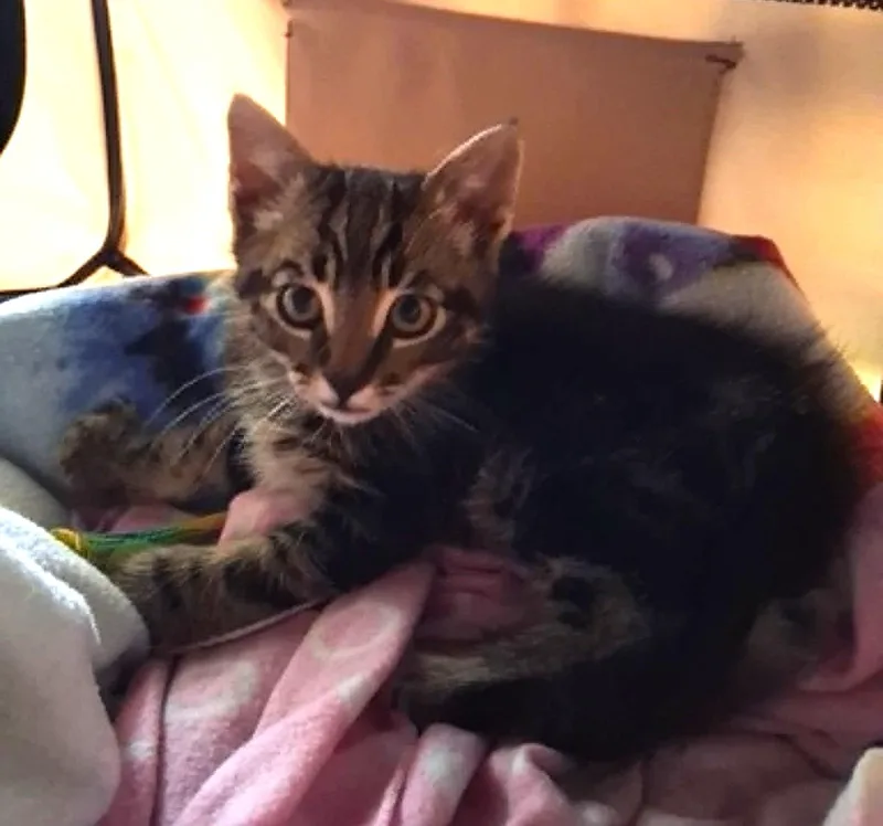 A baby medium-sized male Tabby (Brown / Chocolate) Tabby cat named Autry for adoption in Tehachapi, CA