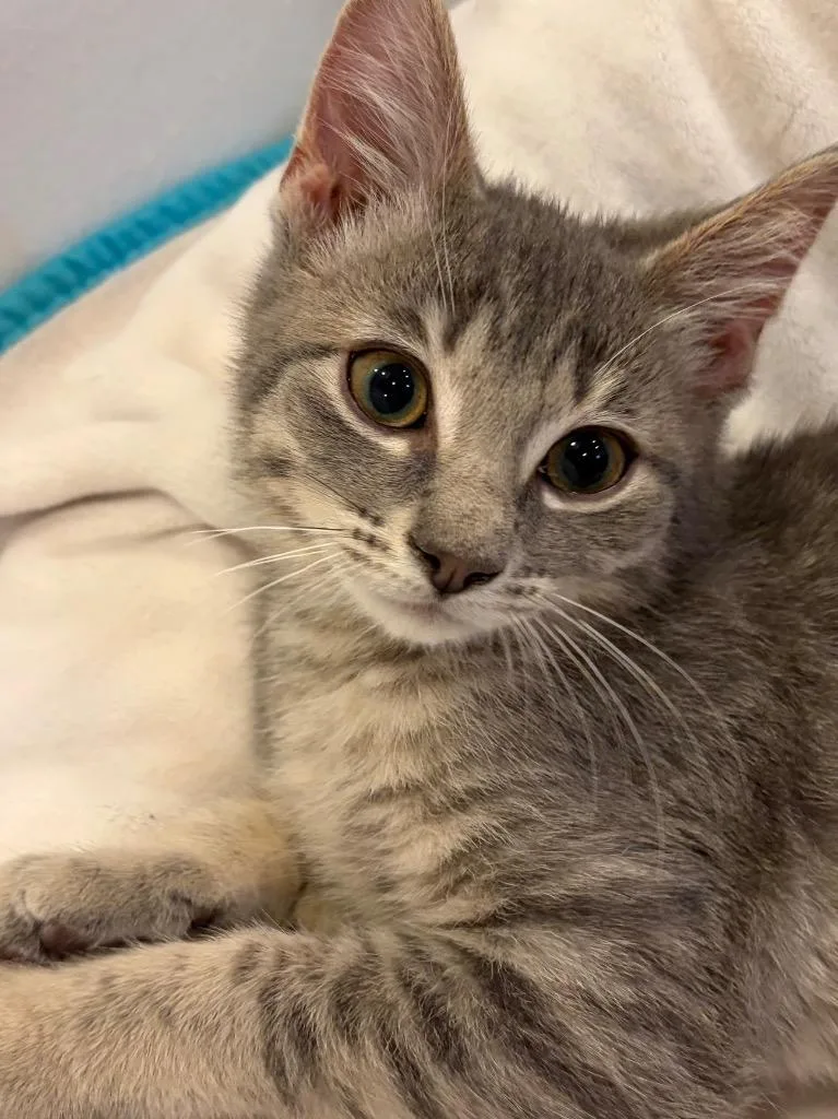 A baby small-sized male Domestic Short Hair cat named Dumpling for adoption in Ogden, UT