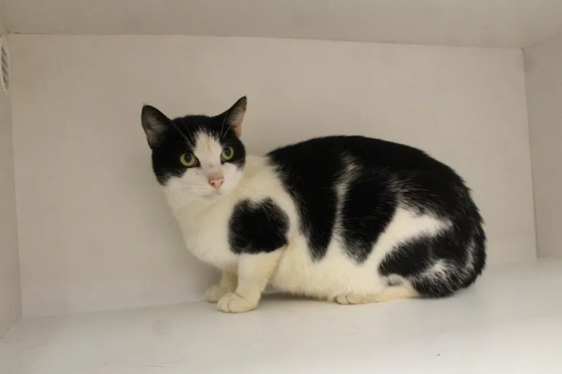 A senior medium-sized male Black & White / Tuxedo Domestic Short Hair cat named Mort for adoption in Chestertown, MD