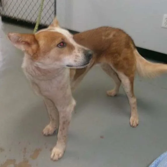 An adult medium-sized female Red / Chestnut / Orange Cattle Dog dog named Maxie for adoption in Kanab, UT