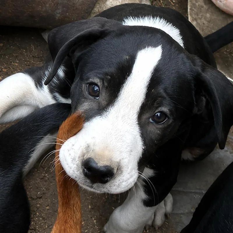 A baby medium-sized male Black Beagle dog named Lawrence for adoption in Rogersville, MO