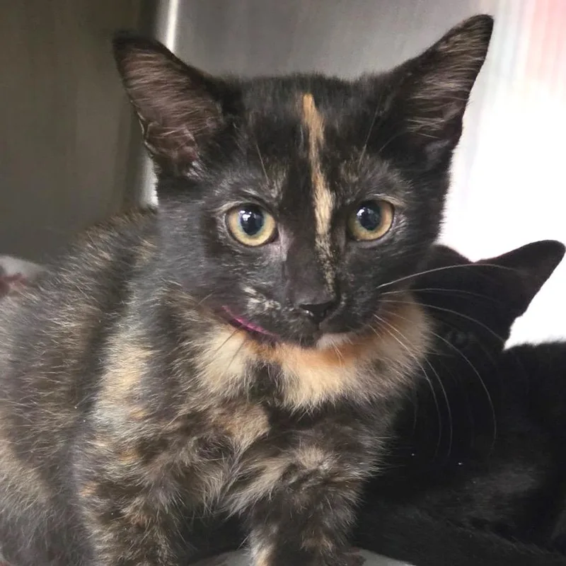 A baby small-sized female Tortoiseshell Domestic Short Hair cat named Piri Piri for adoption in Lakeland, FL