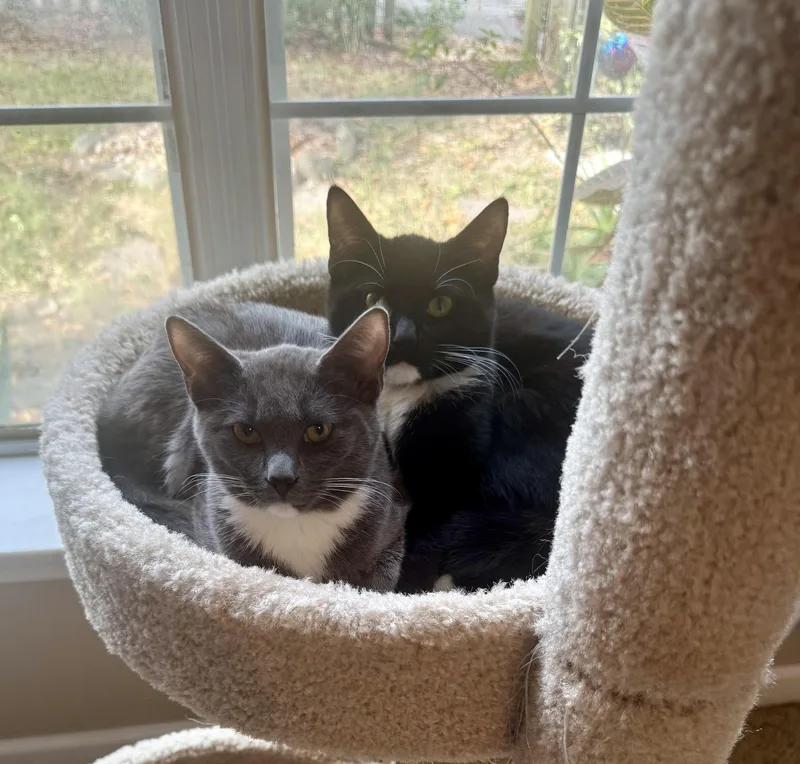 Gigi & Gracie Mae thumbnail 4