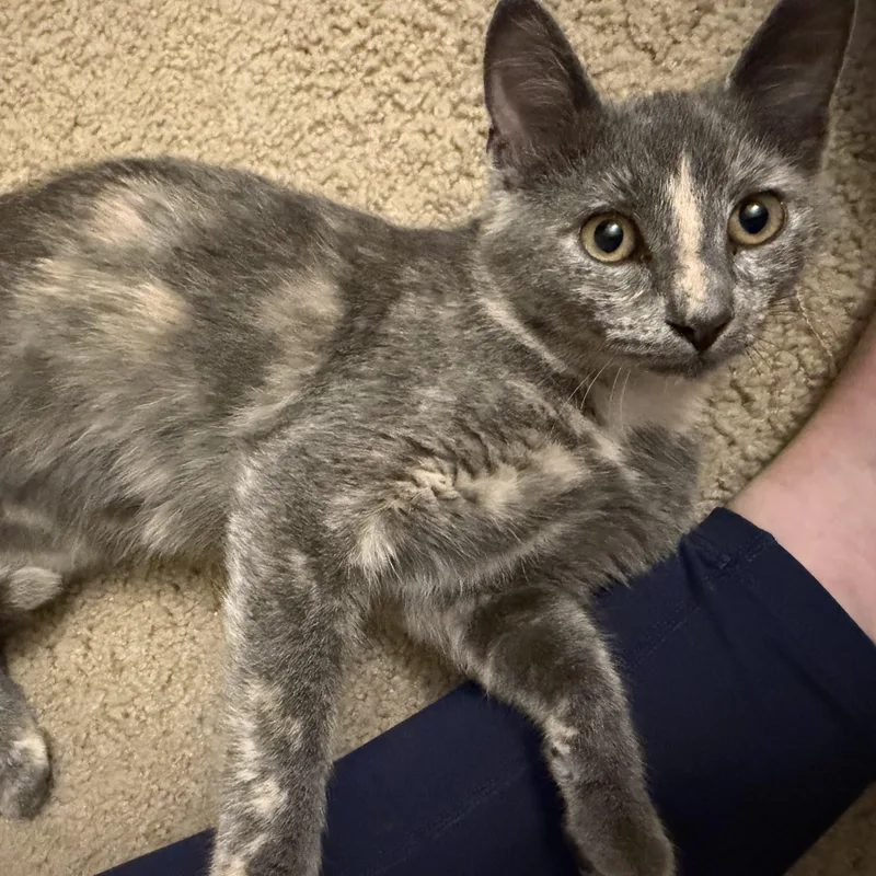 A baby medium-sized female Dilute Tortoiseshell cat named Faith for adoption in Wadsworth, IL