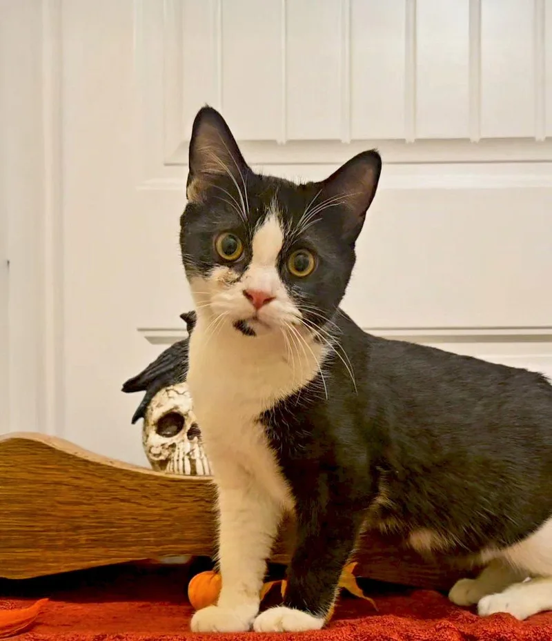 A baby medium-sized male Black & White / Tuxedo Domestic Short Hair cat named Phantom for adoption in Forest, VA