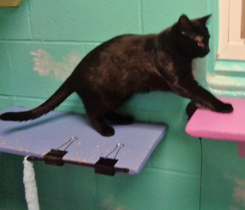 Rainforest thumbnail 2