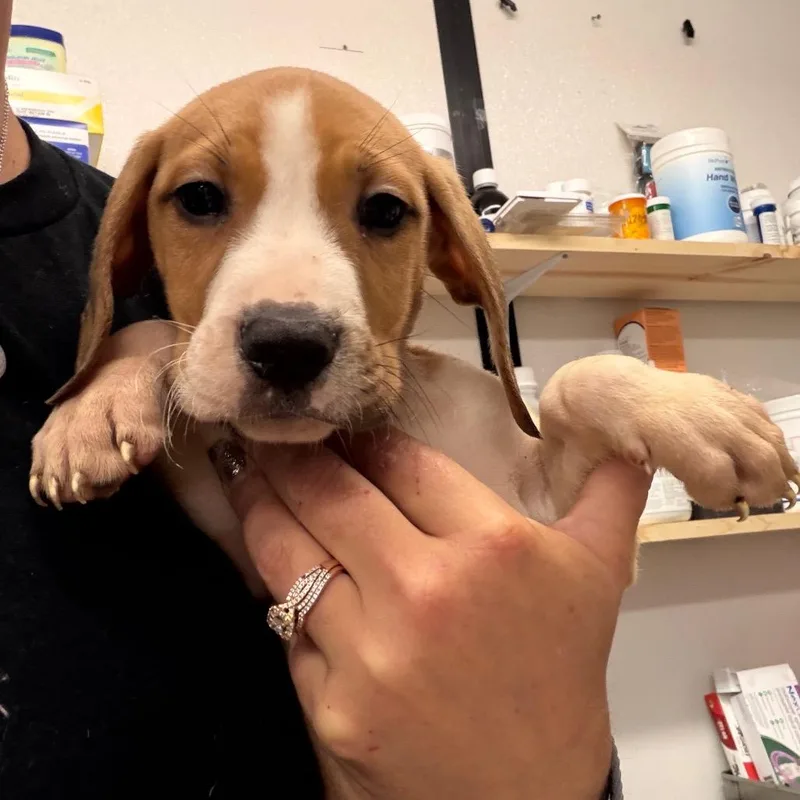 A baby small-sized male Yellow / Tan / Blond / Fawn Mixed Breed dog named Whiskey for adoption in Lake Jackson, TX