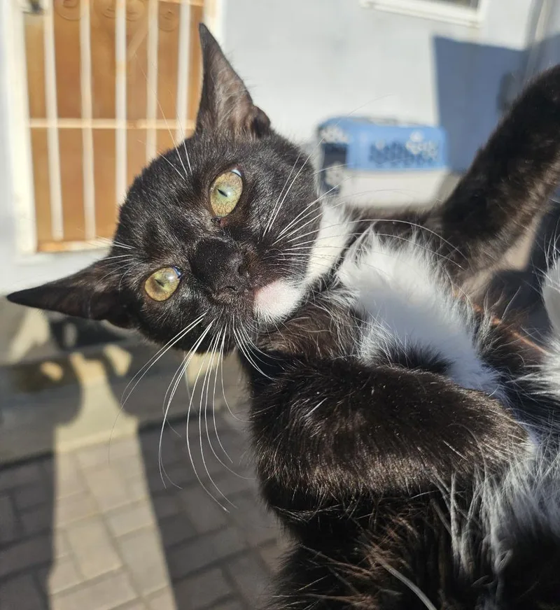 A baby small-sized female Domestic Short Hair cat named Cinnamon for adoption in HUNTINGTON BEACH, CA