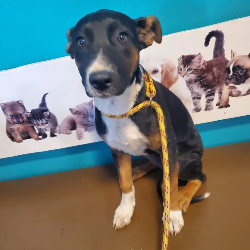 A baby small-sized female Black Mixed Breed dog named Zara for adoption in Jefferson city, TN