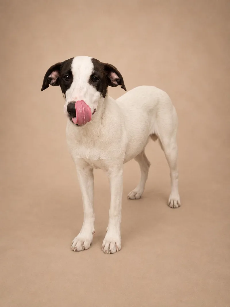 A baby medium-sized female White / Cream Labrador Retriever dog named Daisy Love for adoption in New York, NY