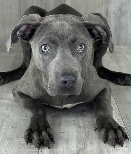 An adult small-sized male Terrier dog named Slater for adoption in Shreveport, LA