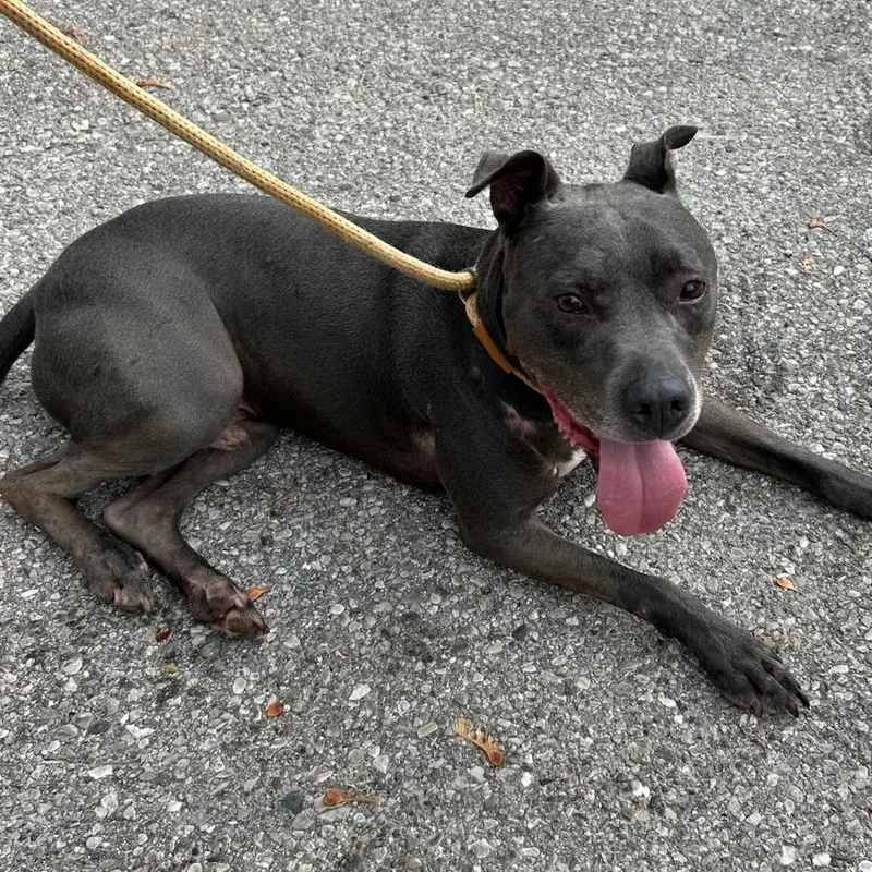 An adult medium-sized male Black Weimaraner dog named Hansen for adoption in Traverse City, MI