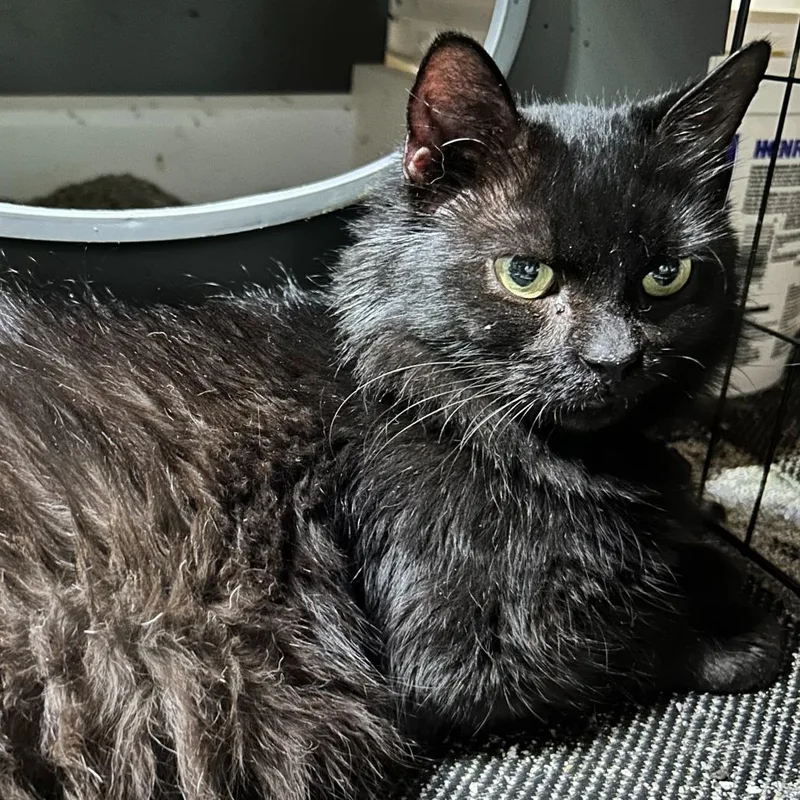 A senior small-sized female Domestic Medium Hair cat named Nia for adoption in Charlottesville, VA