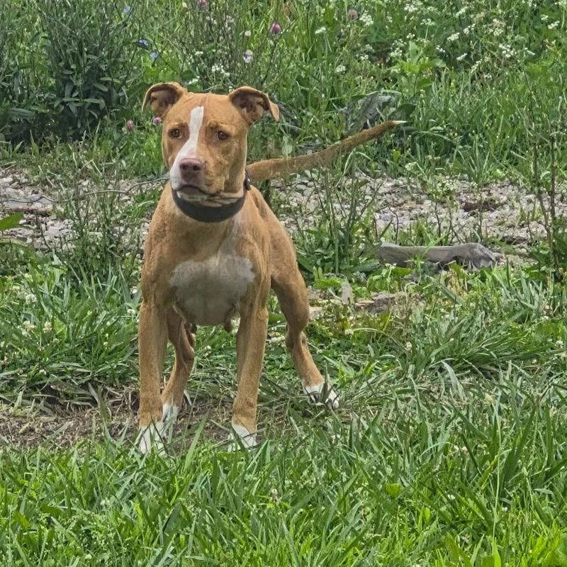 Tula