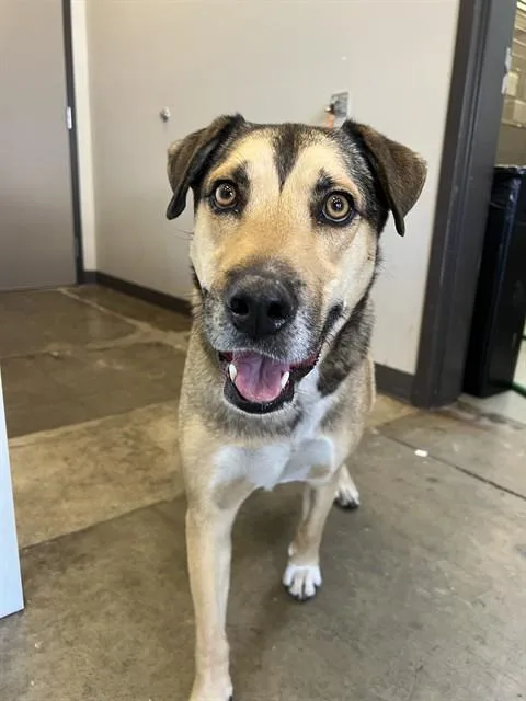 A young medium-sized male German Shepherd Dog dog named Penny for adoption in Ontario, CA