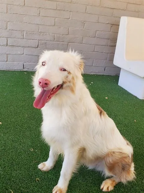 A young small-sized male Australian Shepherd dog named Wookie for adoption in Castaic, CA