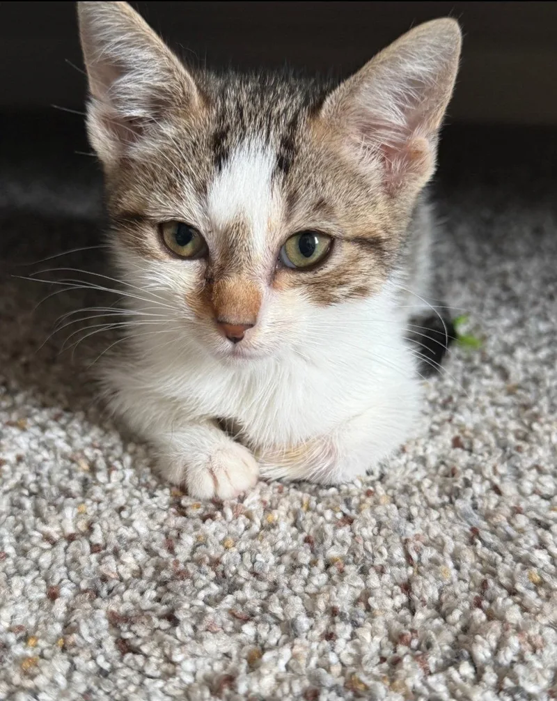 A baby small-sized female Domestic Short Hair cat named Brie for adoption in Harrisburg, PA