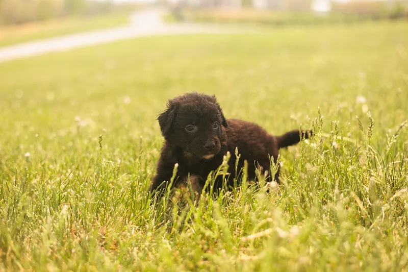 Deedee  Transport thumbnail 3