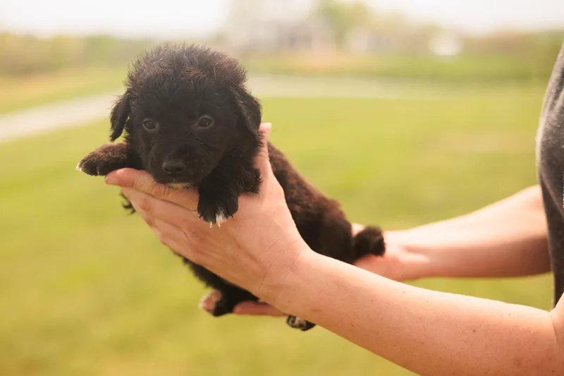 Deedee  Transport thumbnail 5