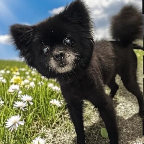 A senior small-sized female Pomeranian dog named Dorothy for adoption in Clinton Township, MI