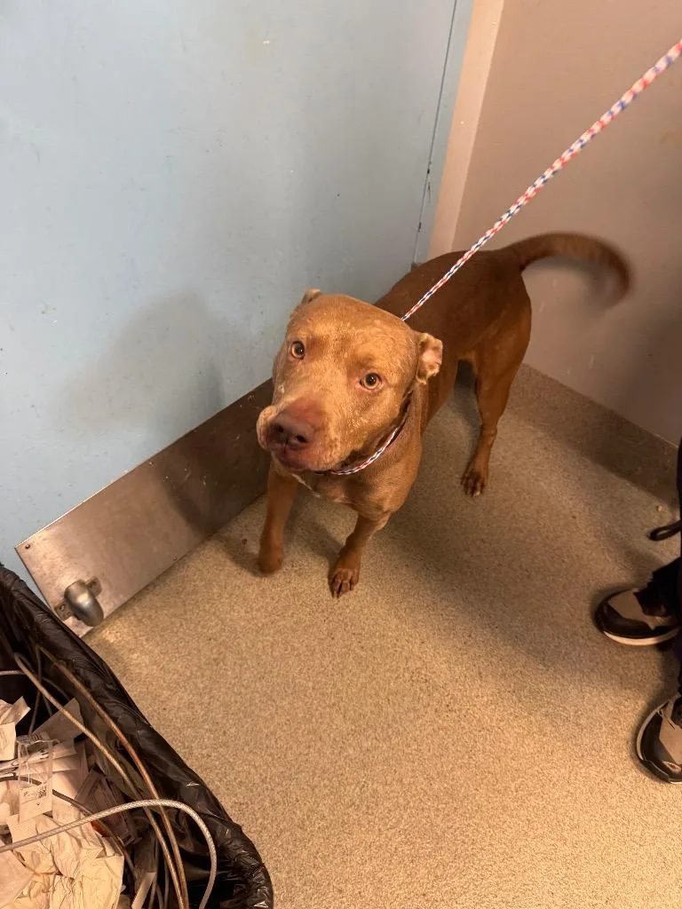 An adult medium-sized male Pit Bull Terrier dog named Tyson S for adoption in Bloomington, IN
