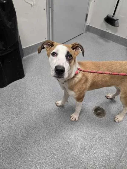 A young large-sized female Terrier dog named Layla for adoption in Sevierville, TN