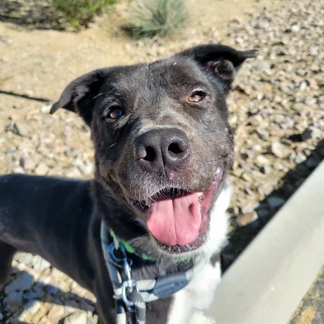 An adult large-sized male Labrador Retriever dog named Tuco for adoption in Tucson, AZ