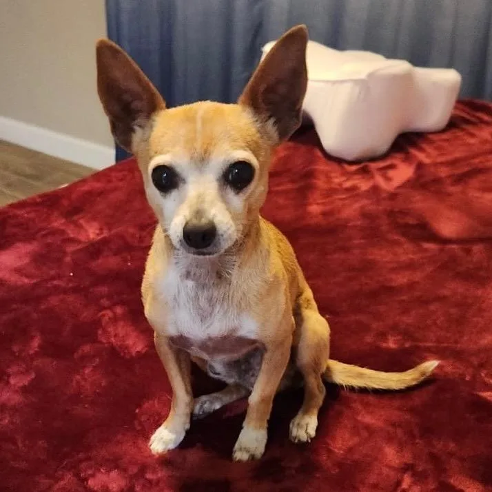 A senior small-sized male Brindle Chihuahua dog named Taquito for adoption in Las Vegas, NV