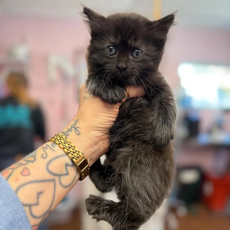 Princess Peach thumbnail 2