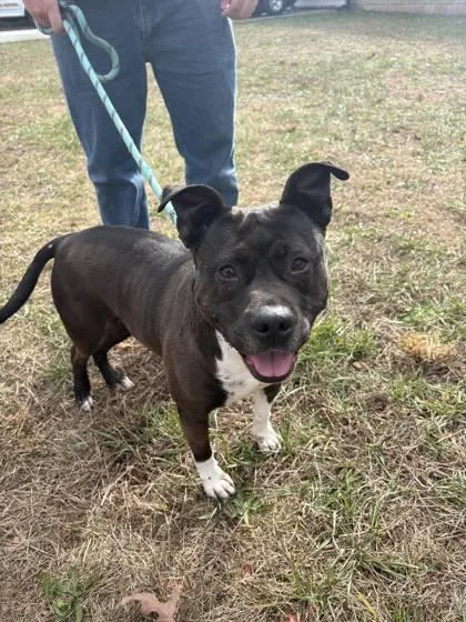 Priscilla thumbnail 2