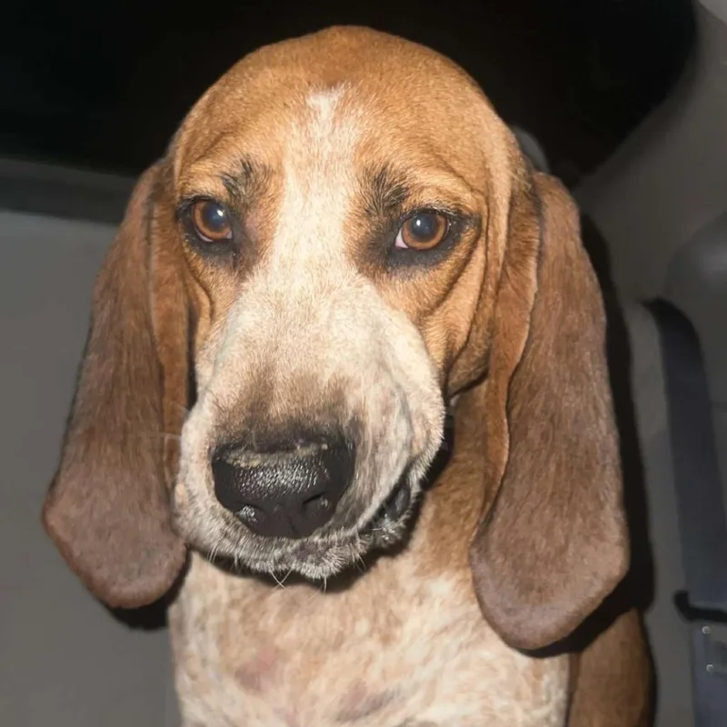 An adult large-sized female Brown / Chocolate Hound dog named Dolly for adoption in Harrisonburg, VA