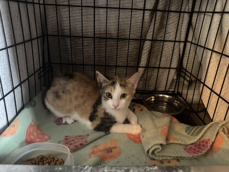 A baby medium-sized female Domestic Short Hair cat named Lupe for adoption in Colorado Springs, CO