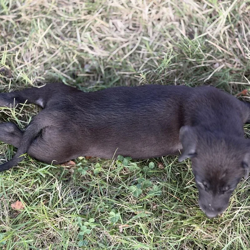 A baby medium-sized female Black Labrador Retriever dog named Frieda for adoption in Goodlettsville, TN