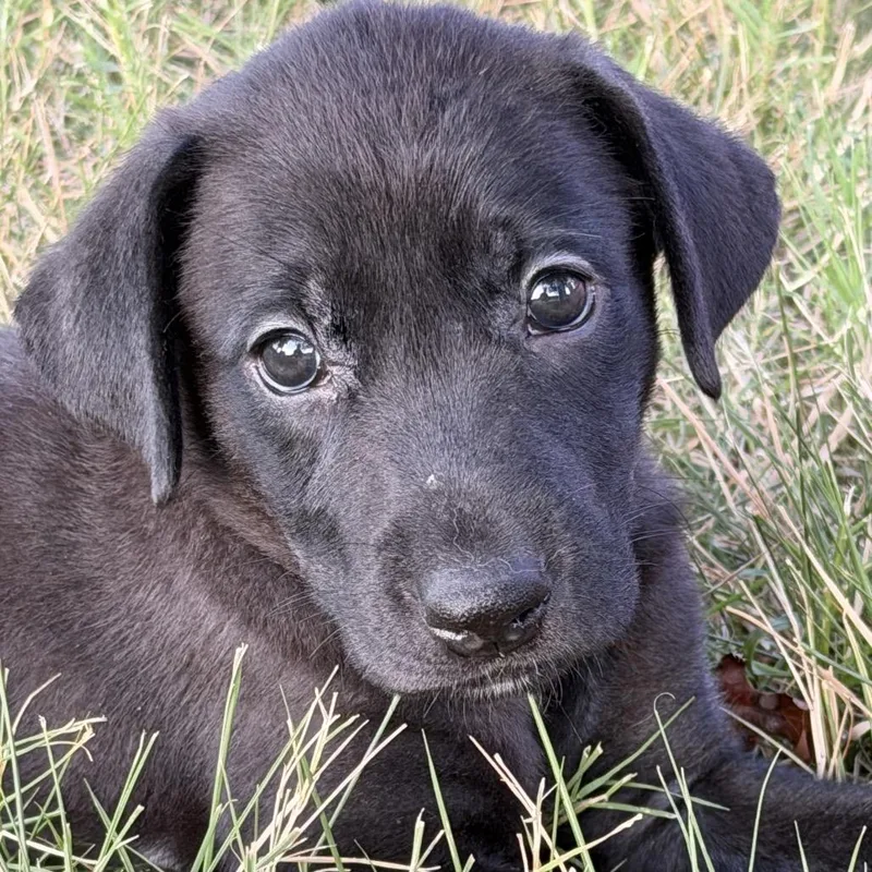 Frieda thumbnail 3