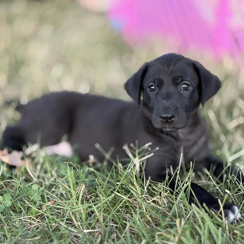 Frieda thumbnail 5