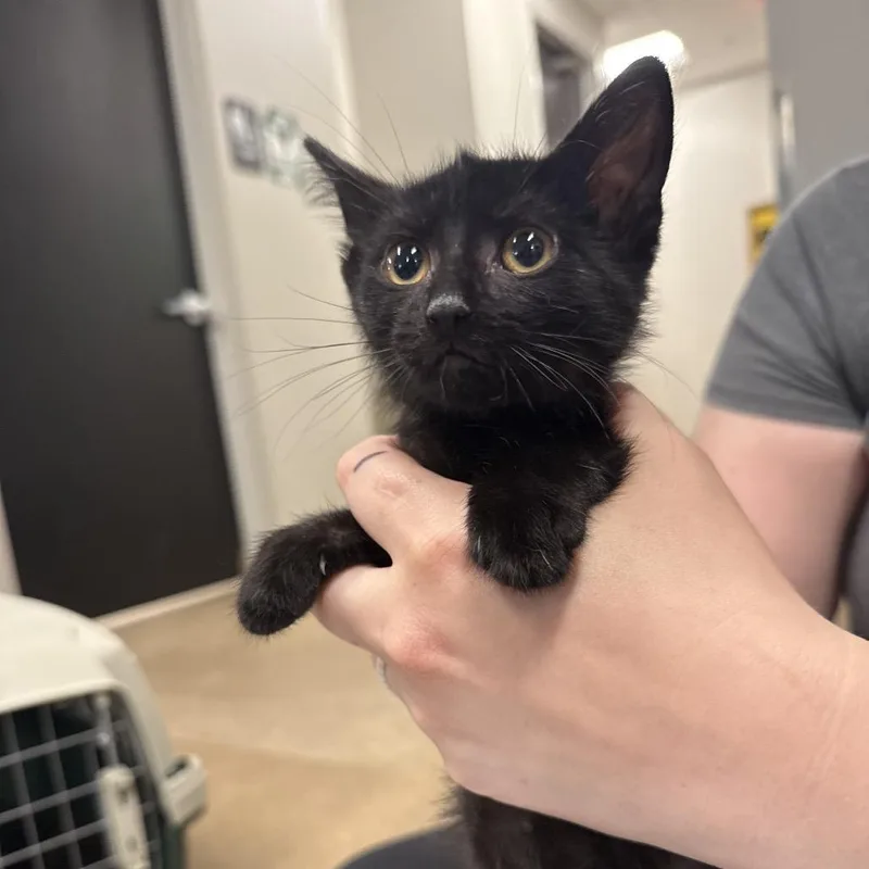 A baby small-sized male Black Domestic Short Hair cat named Bolt for adoption in Chaska, MN