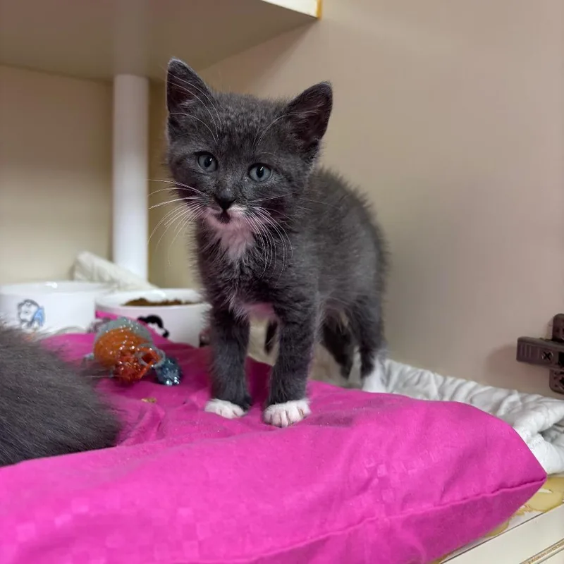 A baby small-sized male Gray / Blue / Silver Domestic Short Hair cat named RolyPoly for adoption in Hinesville, GA
