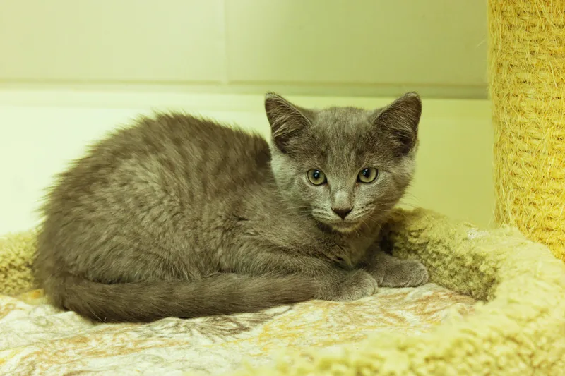 A baby medium-sized female Gray / Blue / Silver Russian Blue cat named Demi for adoption in Urbana, OH
