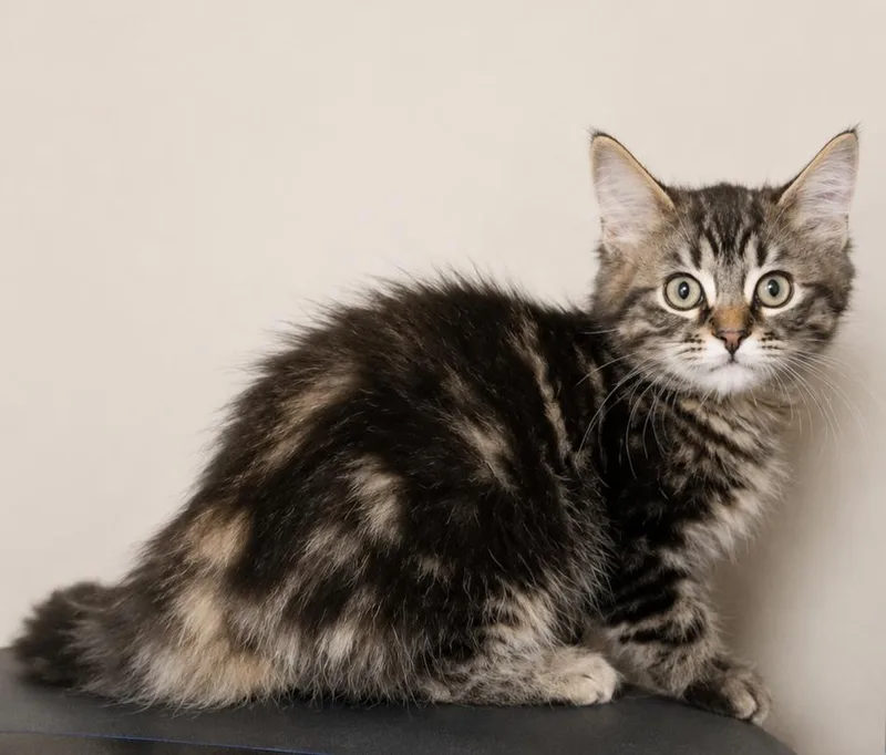 A baby small-sized male Domestic Long Hair cat named Bbq for adoption in Homer Glen, IL