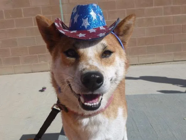 An adult medium-sized male Red / Chestnut / Orange Shiba Inu dog named Miso Caged To Saved for adoption in Rawlins, WY
